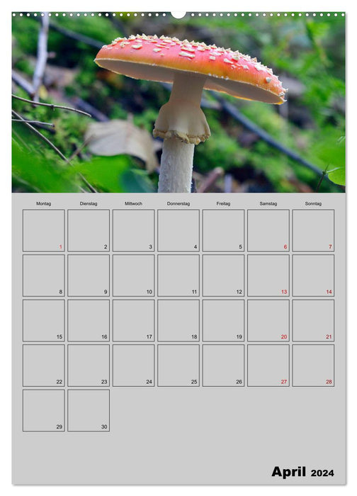 À travers les champignons (Calendrier mural CALVENDO Premium 2024) 