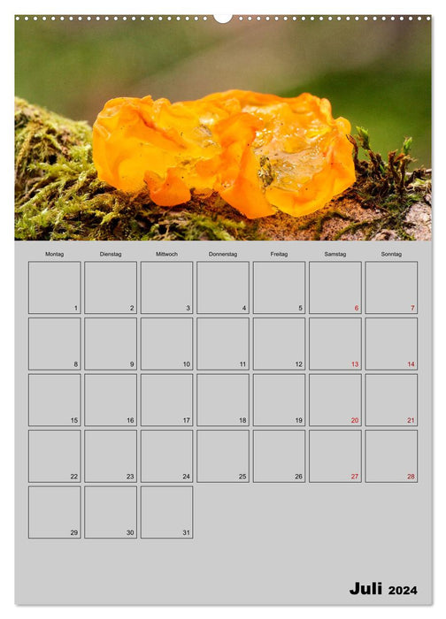 Quer durch die Pilze (CALVENDO Premium Wandkalender 2024)