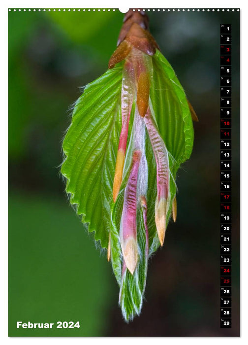 Bäume anders gesehen (CALVENDO Wandkalender 2024)