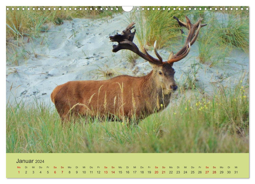 Cerf côtier - cerf élaphe sur le Darß (calendrier mural CALVENDO 2024) 