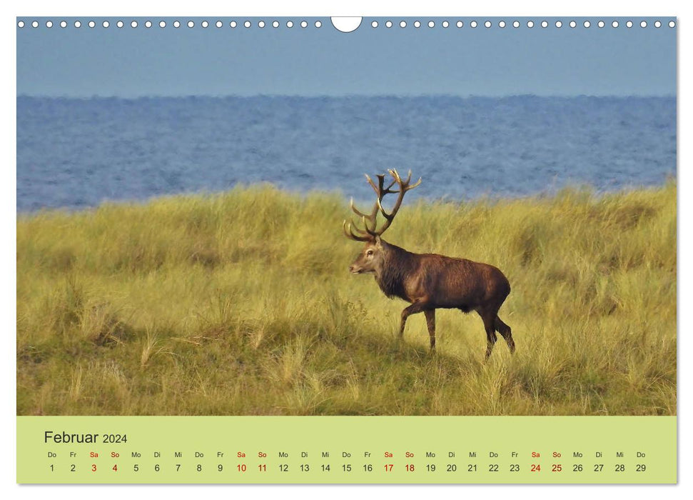 Cerf côtier - cerf élaphe sur le Darß (calendrier mural CALVENDO 2024) 