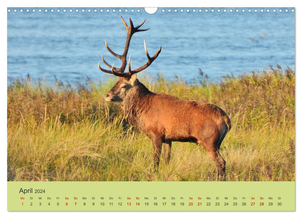 Cerf côtier - cerf élaphe sur le Darß (calendrier mural CALVENDO 2024) 