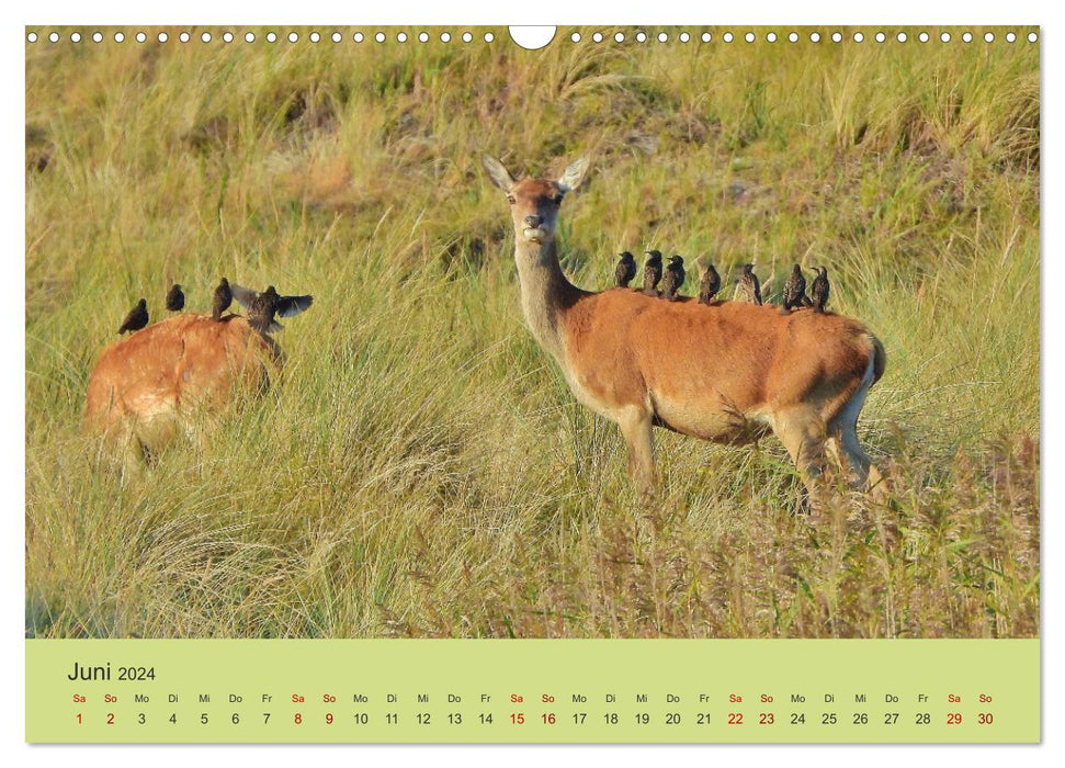 Cerf côtier - cerf élaphe sur le Darß (calendrier mural CALVENDO 2024) 