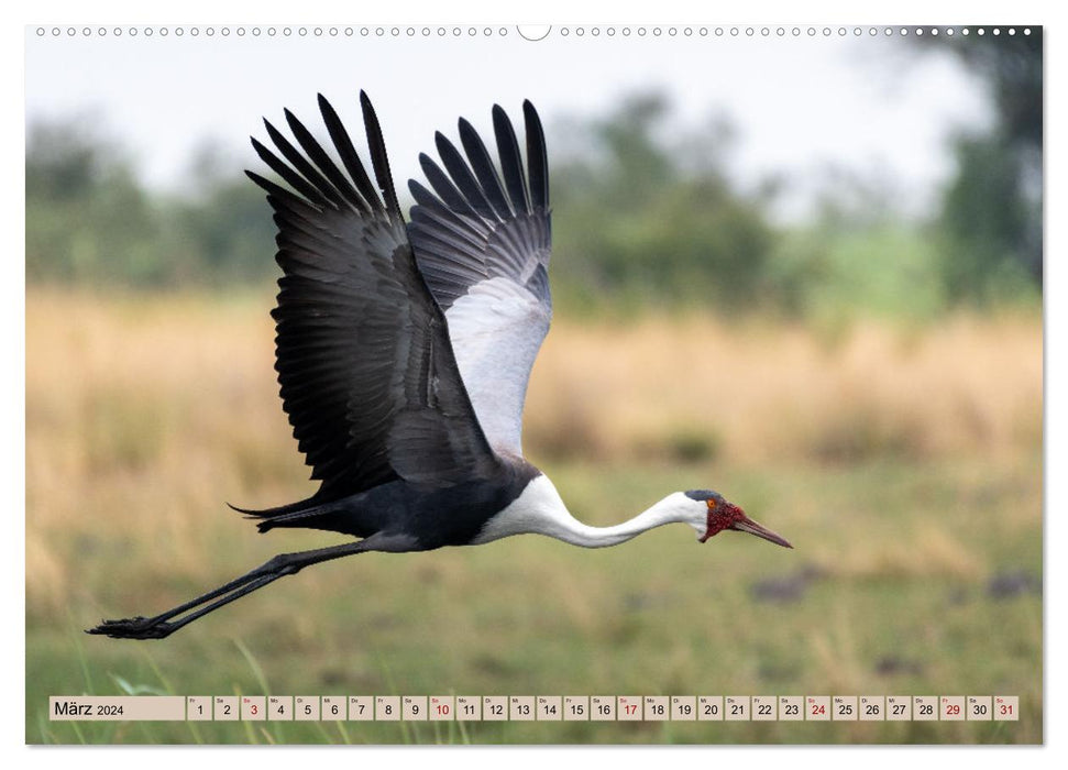Birdlife - Oiseaux d'Afrique australe (calendrier mural CALVENDO 2024) 