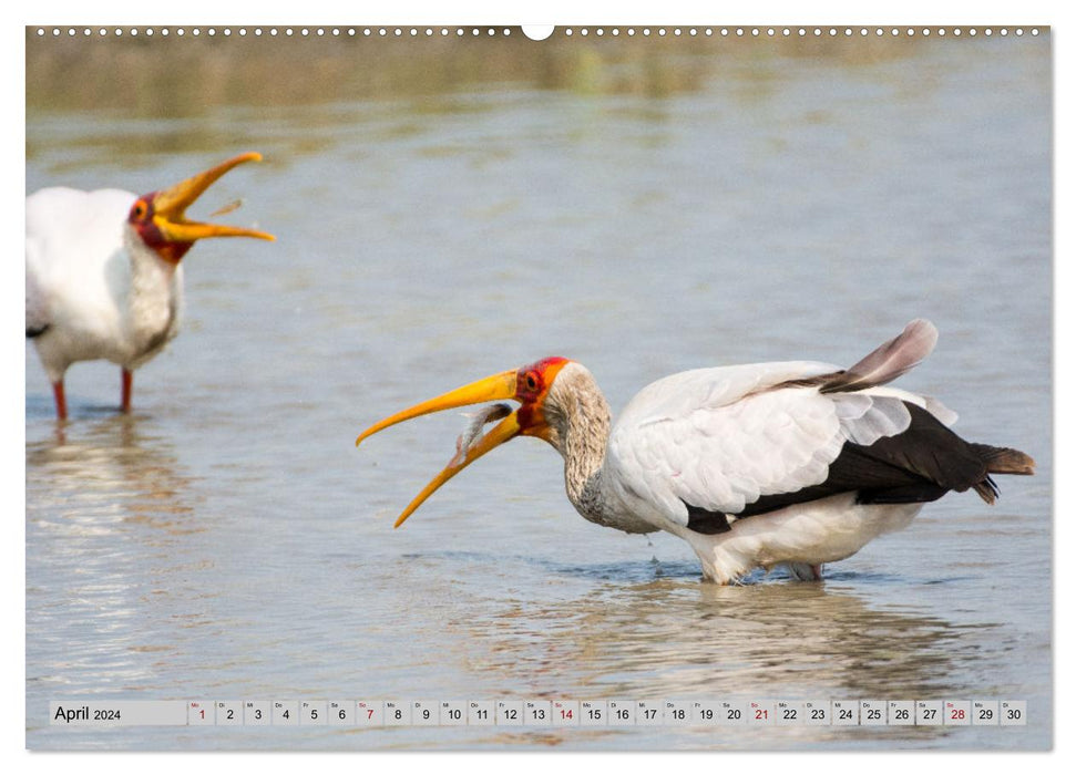 Birdlife - Oiseaux d'Afrique australe (calendrier mural CALVENDO 2024) 