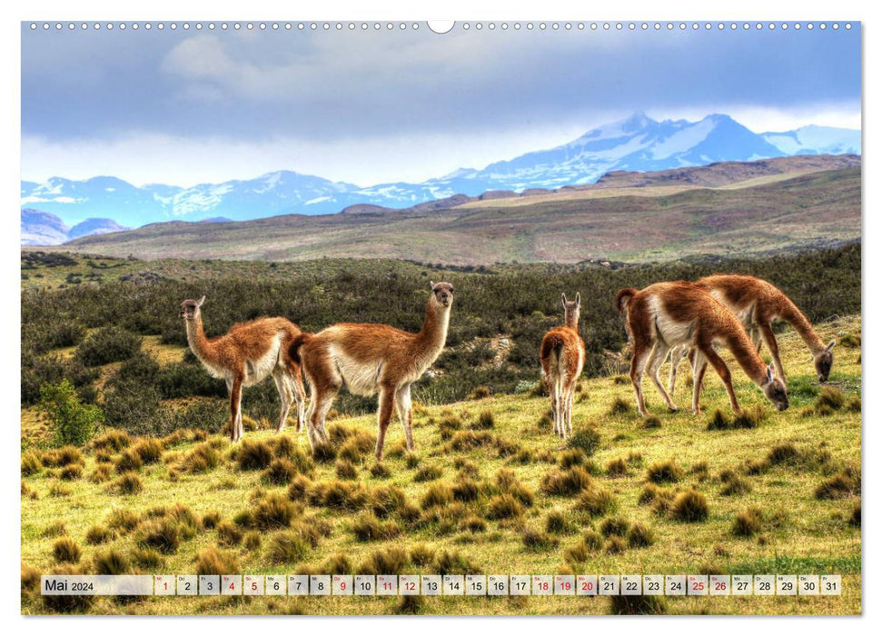 Patagonie - terre sauvage et vaste (Calendrier mural CALVENDO Premium 2024) 