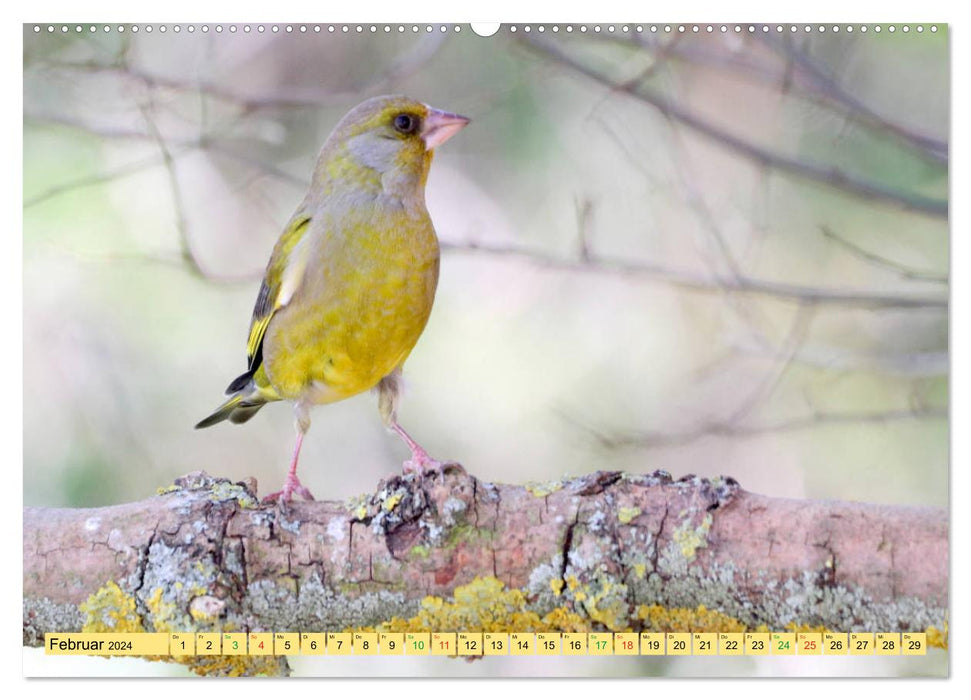 Gefiederte Gesellen - Vögel aus Wald und Garten (CALVENDO Premium Wandkalender 2024)