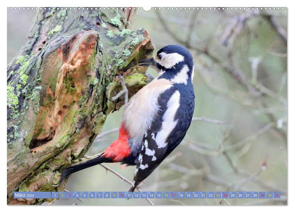 Gefiederte Gesellen - Vögel aus Wald und Garten (CALVENDO Premium Wandkalender 2024)