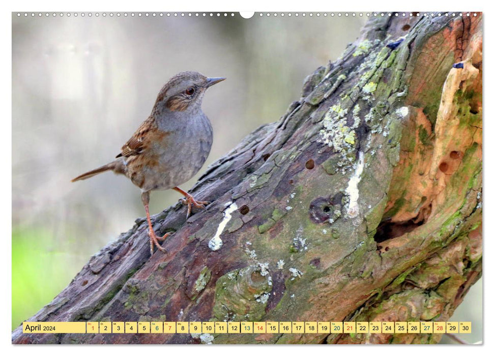 Gefiederte Gesellen - Vögel aus Wald und Garten (CALVENDO Premium Wandkalender 2024)