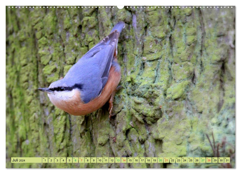 Gefiederte Gesellen - Vögel aus Wald und Garten (CALVENDO Premium Wandkalender 2024)