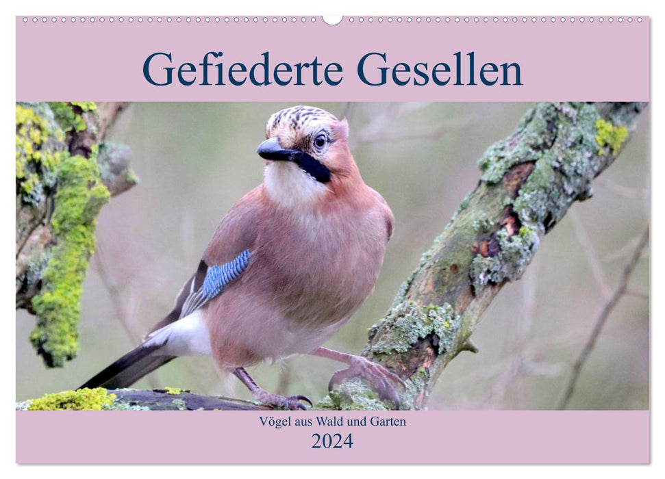 Gefiederte Gesellen - Vögel aus Wald und Garten (CALVENDO Wandkalender 2024)