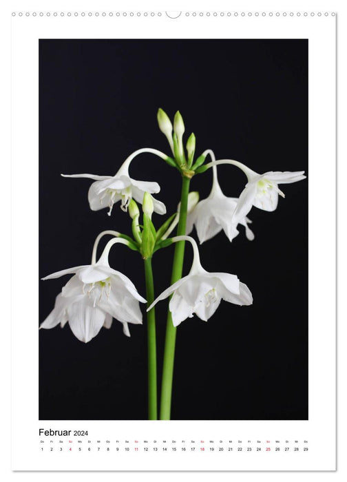 Poésie de fleurs blanches (Calendrier mural CALVENDO Premium 2024) 