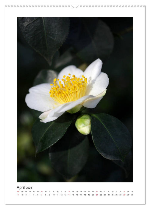 Poesie weißer Blüten (CALVENDO Premium Wandkalender 2024)