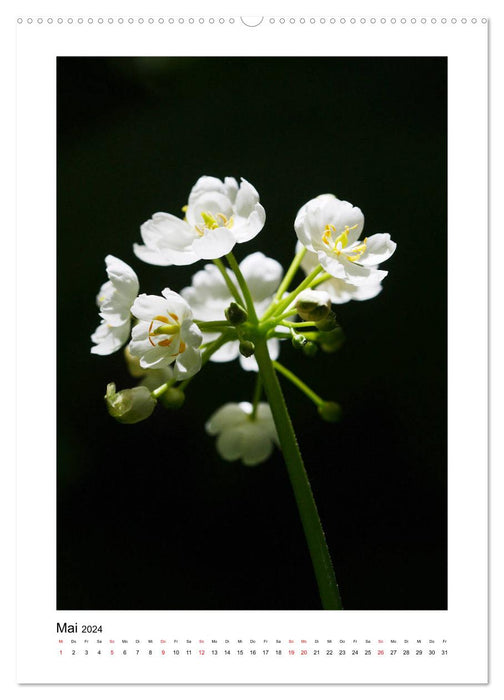 Poesie weißer Blüten (CALVENDO Premium Wandkalender 2024)