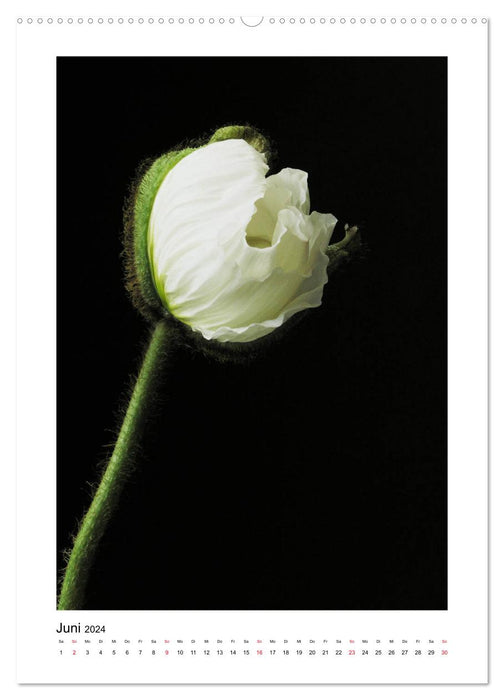 Poésie de fleurs blanches (Calendrier mural CALVENDO Premium 2024) 