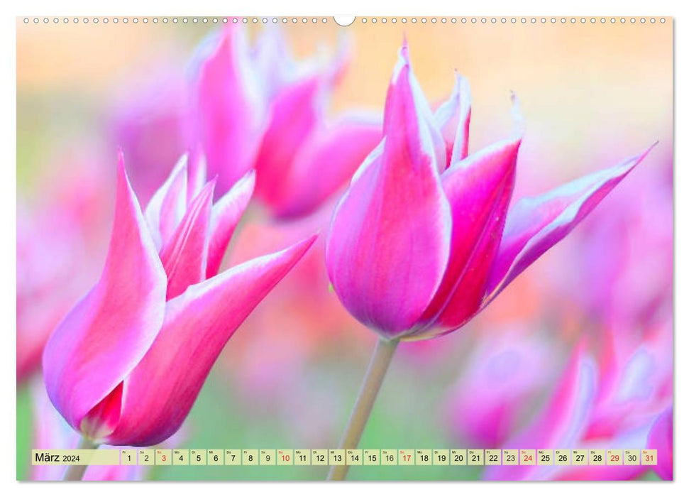 Tulpen. Zauberhafte Blütenpracht (CALVENDO Premium Wandkalender 2024)