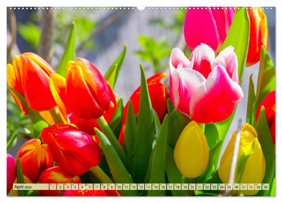 Tulpen. Zauberhafte Blütenpracht (CALVENDO Premium Wandkalender 2024)