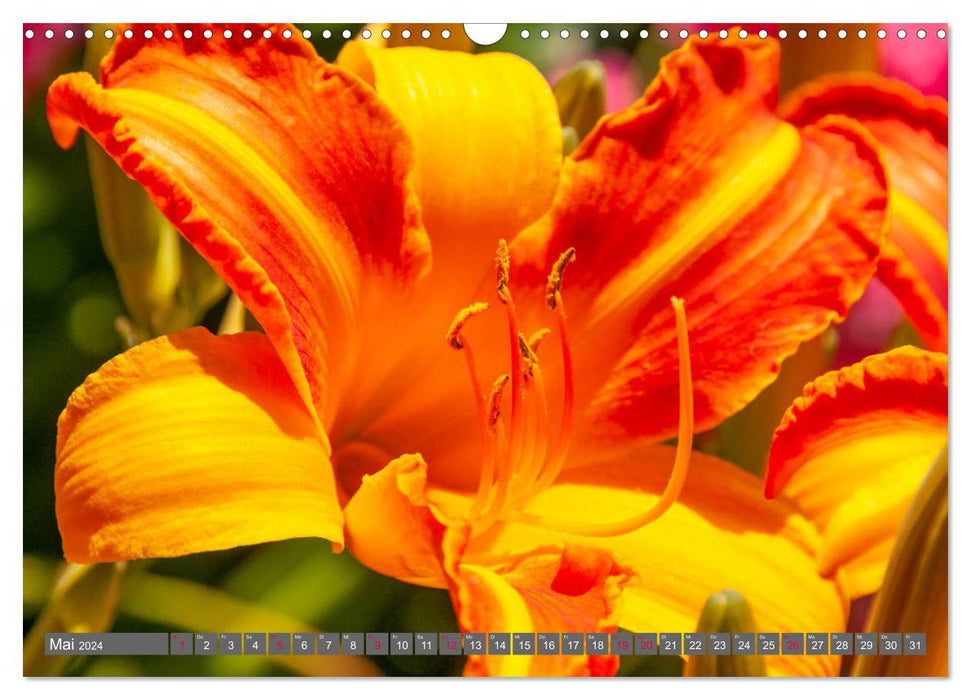 Blumenpracht der Welt (CALVENDO Wandkalender 2024)