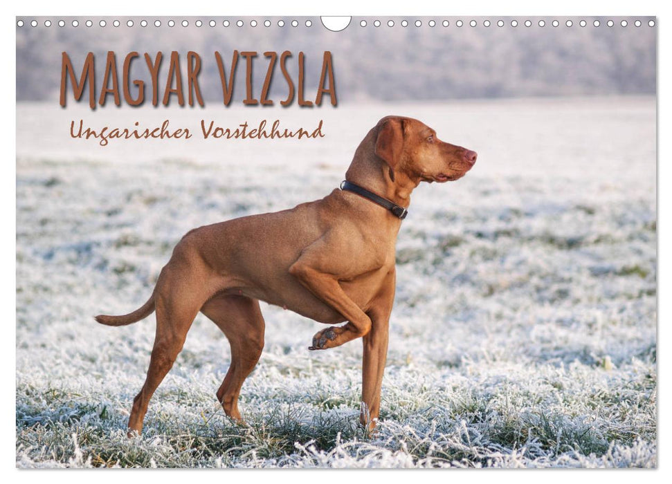 Magyar Vizsla - Hungarian Pointing Dog (CALVENDO Wall Calendar 2024) 