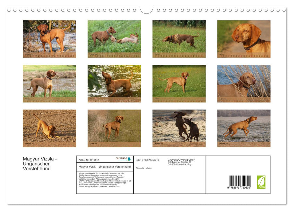 Magyar Vizsla - Hungarian Pointing Dog (CALVENDO Wall Calendar 2024) 