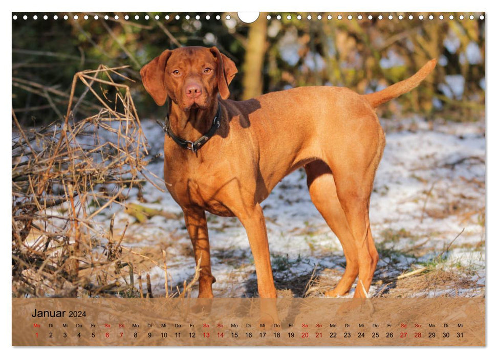 Magyar Vizsla - Hungarian Pointing Dog (CALVENDO Wall Calendar 2024) 