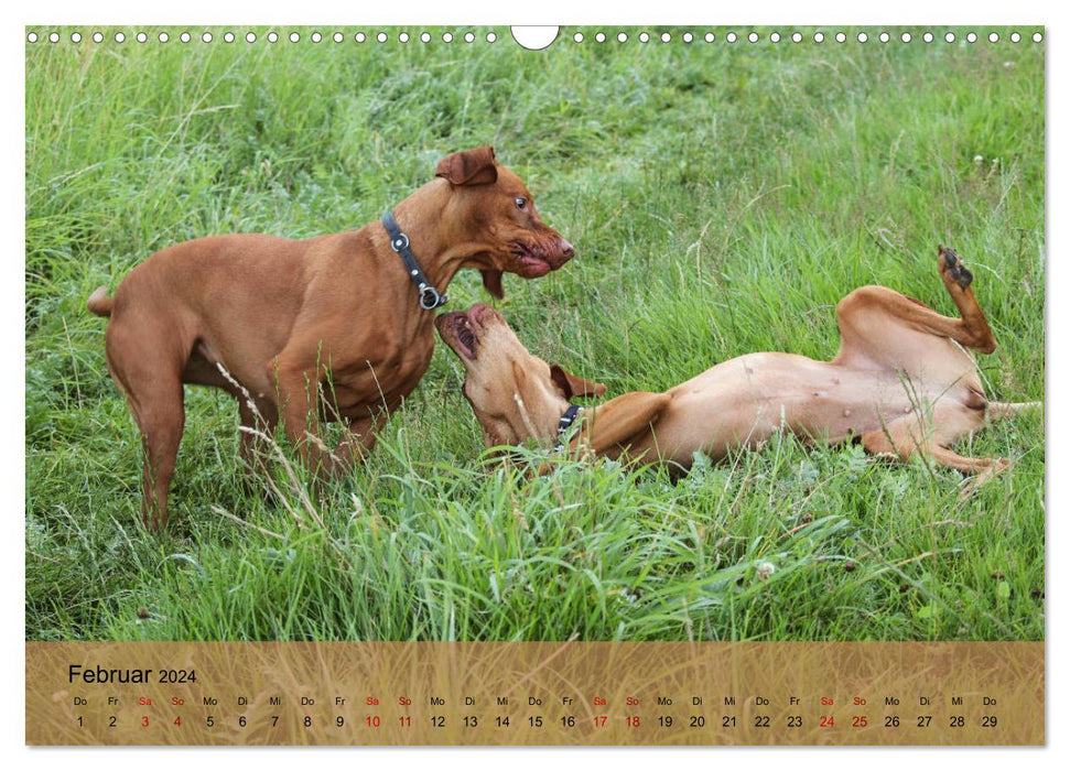 Magyar Vizsla - Hungarian Pointing Dog (CALVENDO Wall Calendar 2024) 