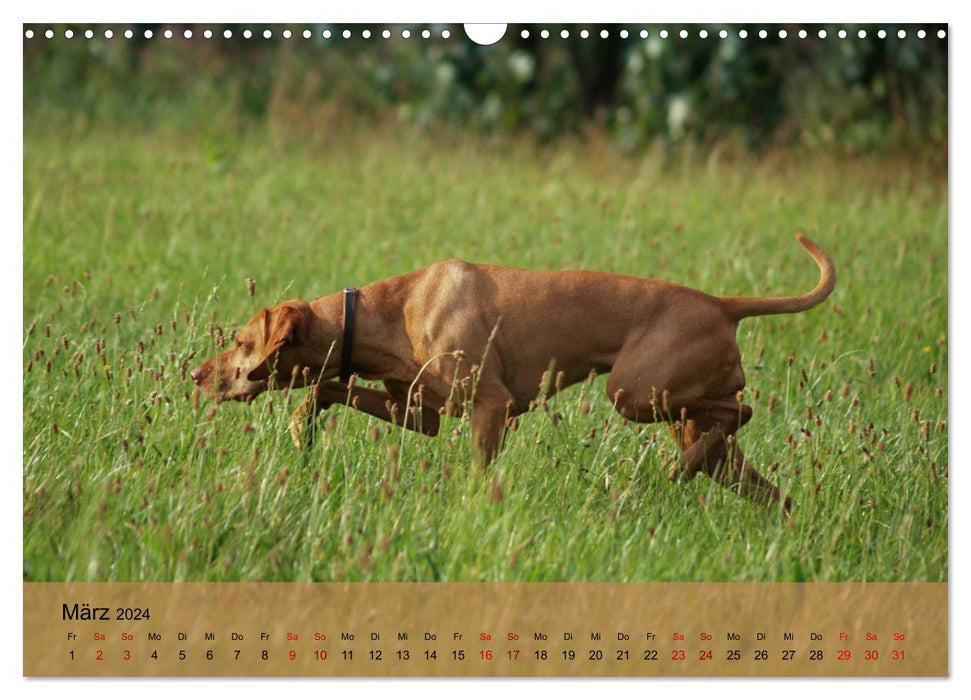 Magyar Vizsla - Ungarischer Vorstehhund (CALVENDO Wandkalender 2024)