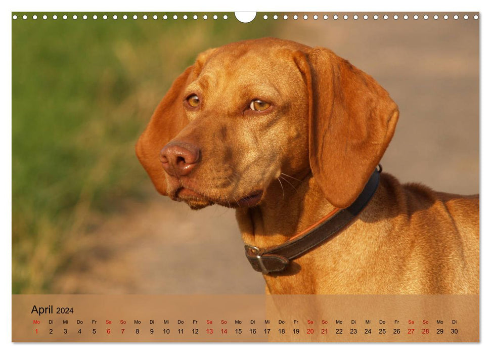 Magyar Vizsla - Hungarian Pointing Dog (CALVENDO Wall Calendar 2024) 