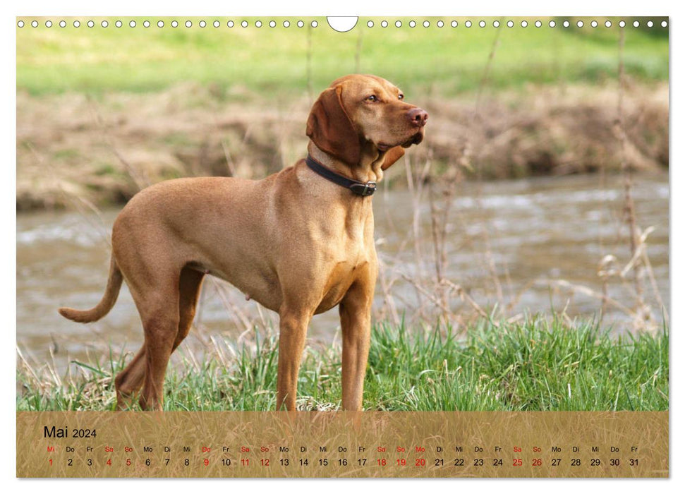 Magyar Vizsla - Hungarian Pointing Dog (CALVENDO Wall Calendar 2024) 