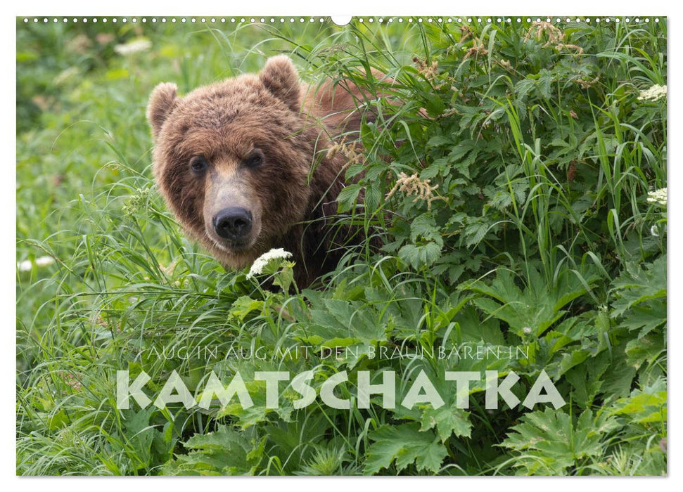 Aug in Aug mit den Braunbären in Kamtschatka (CALVENDO Wandkalender 2024)