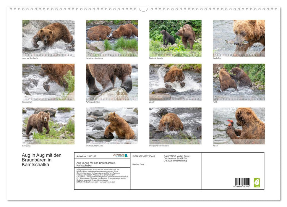 Face to face with the brown bears in Kamchatka (CALVENDO wall calendar 2024) 