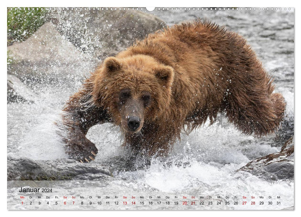 Aug in Aug mit den Braunbären in Kamtschatka (CALVENDO Wandkalender 2024)