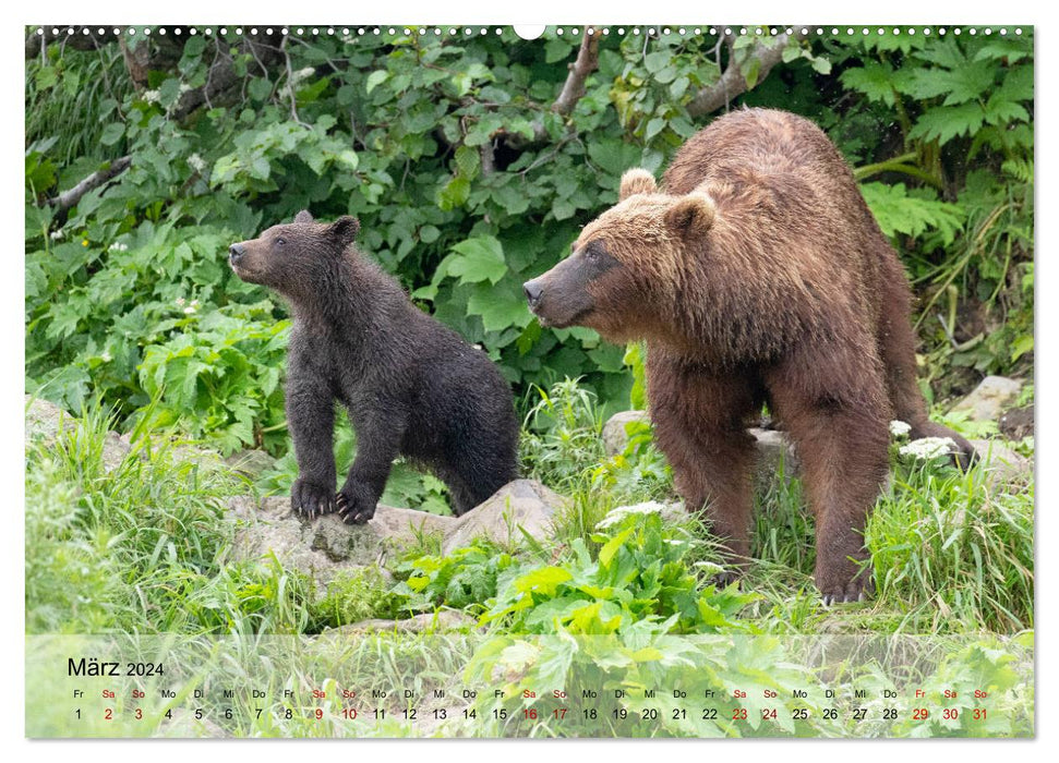 Face to face with the brown bears in Kamchatka (CALVENDO wall calendar 2024) 