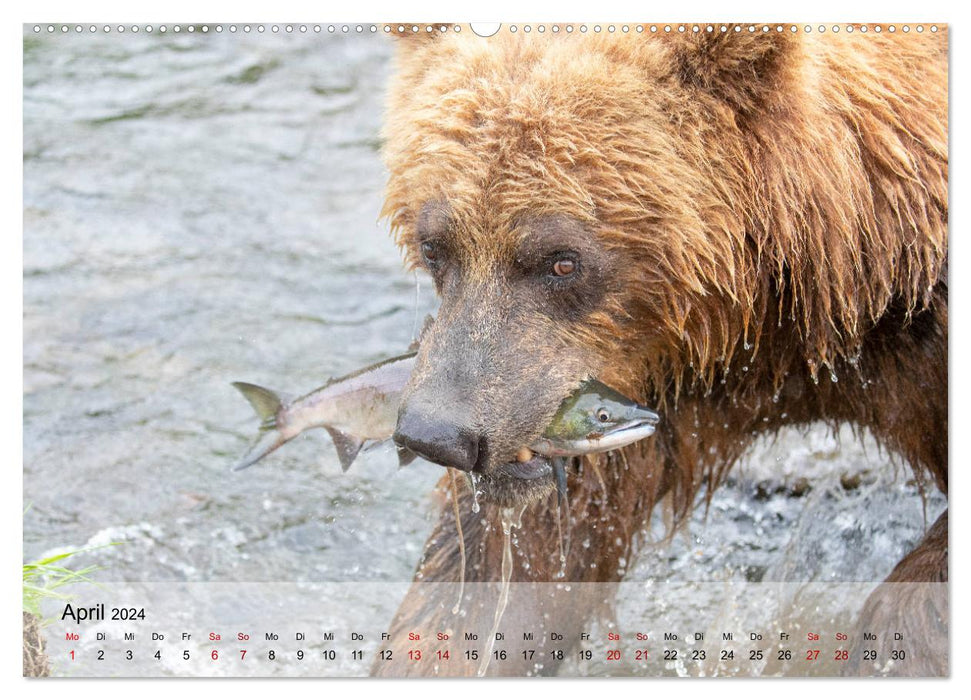 Aug in Aug mit den Braunbären in Kamtschatka (CALVENDO Wandkalender 2024)