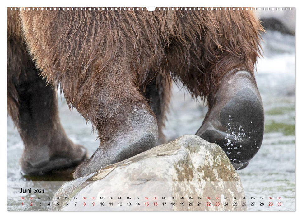 Face to face with the brown bears in Kamchatka (CALVENDO wall calendar 2024) 