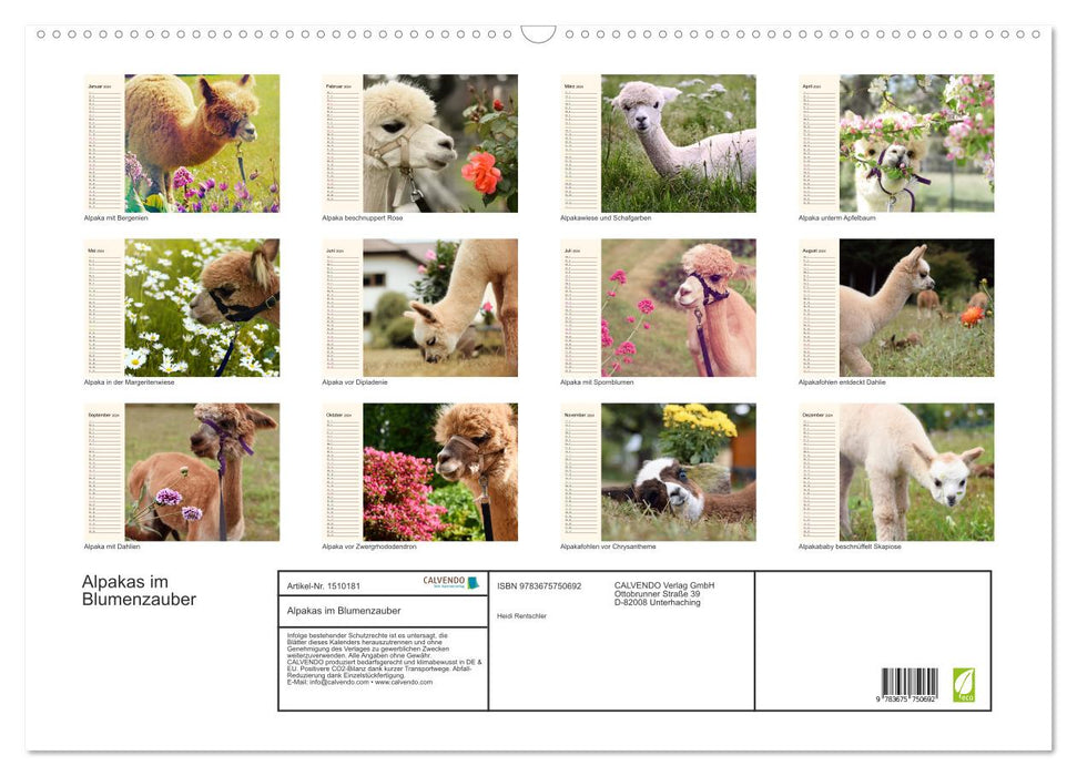 Alpacas in the magic of flowers (CALVENDO wall calendar 2024) 