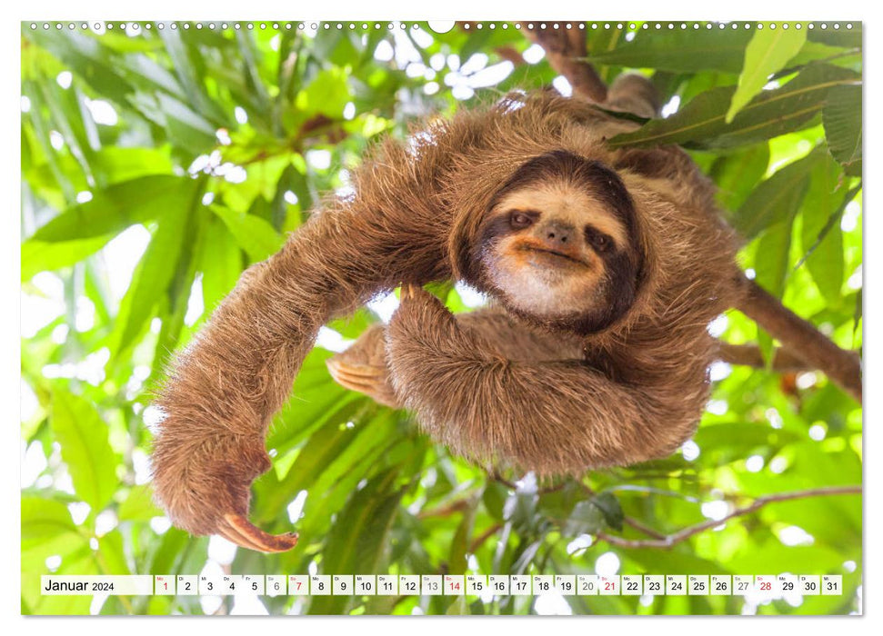 Hello! Wake up! Can someone please wake up the sloth? (CALVENDO wall calendar 2024) 