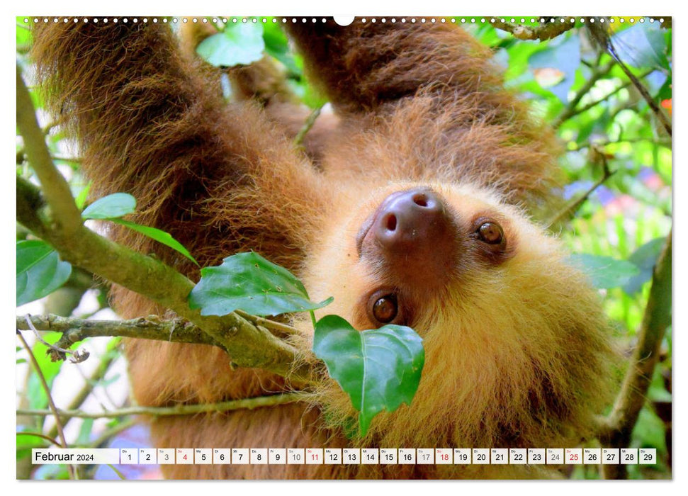 Hello! Wake up! Can someone please wake up the sloth? (CALVENDO wall calendar 2024) 