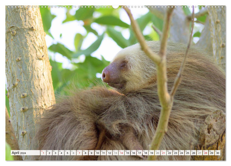 Hello! Wake up! Can someone please wake up the sloth? (CALVENDO wall calendar 2024) 