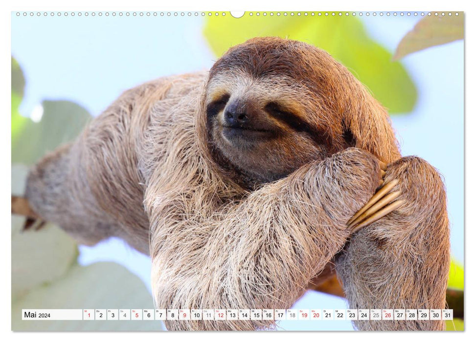 Hello! Wake up! Can someone please wake up the sloth? (CALVENDO wall calendar 2024) 