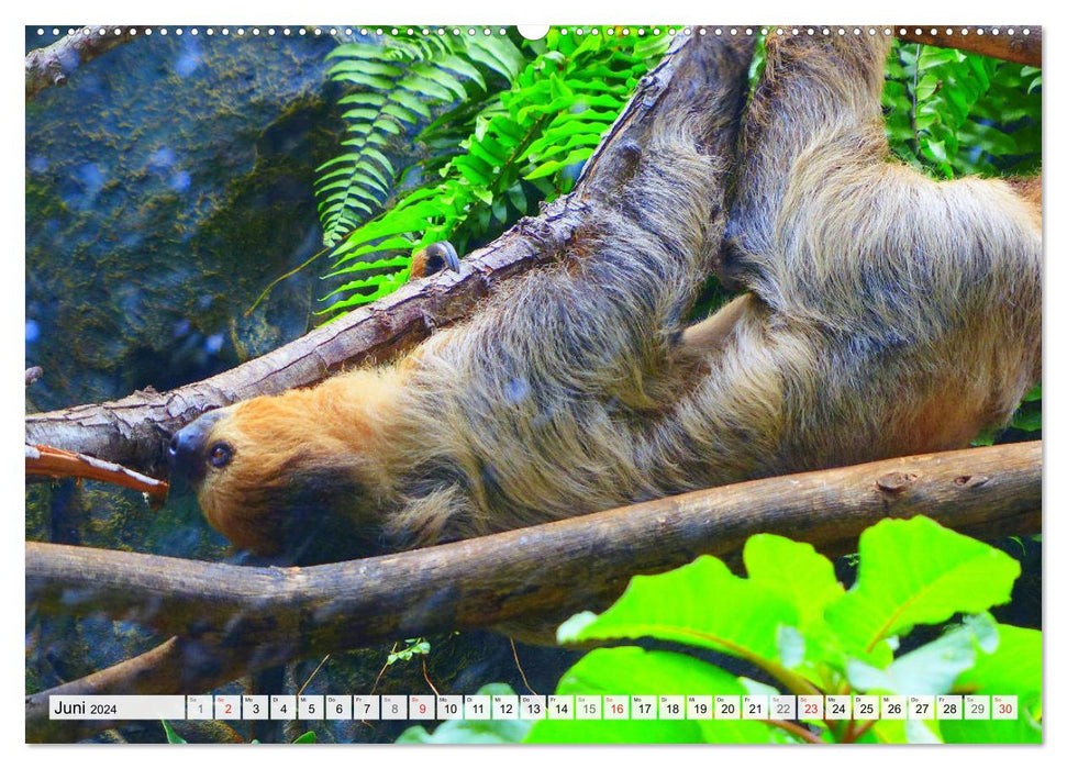 Hello! Wake up! Can someone please wake up the sloth? (CALVENDO wall calendar 2024) 