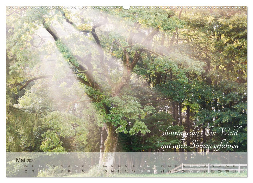 Shinrin yoku - Waldbaden 2024 (CALVENDO Wandkalender 2024)