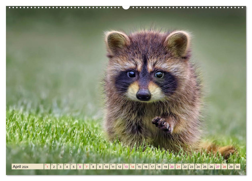 Raccoon - Cute Omnivore (CALVENDO Premium Wall Calendar 2024) 