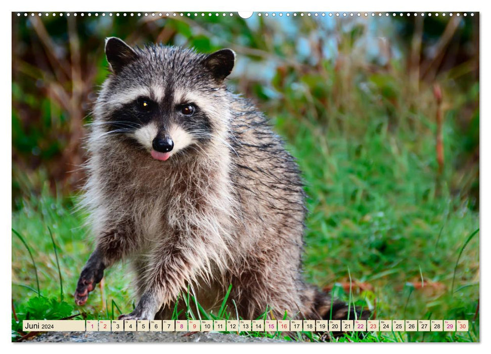 Raccoon - Cute Omnivore (CALVENDO Premium Wall Calendar 2024) 