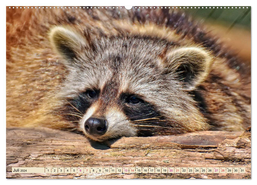 Raccoon - Cute Omnivore (CALVENDO Premium Wall Calendar 2024) 