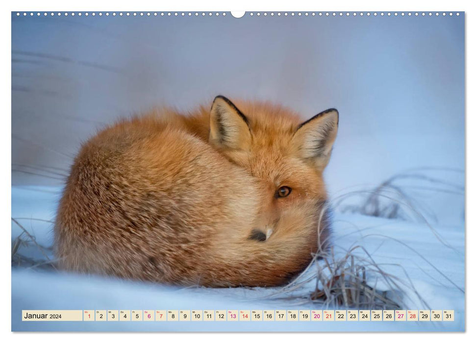 Fox - clever robber (CALVENDO Premium Wall Calendar 2024) 