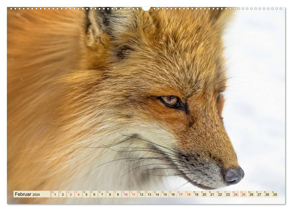 Fox - clever robber (CALVENDO Premium Wall Calendar 2024) 