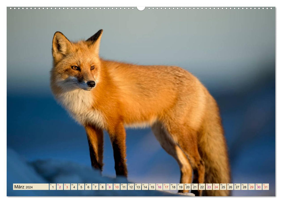 Fox - clever robber (CALVENDO Premium Wall Calendar 2024) 