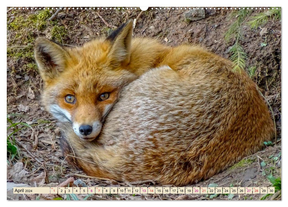 Fuchs - schlauer Räuber (CALVENDO Premium Wandkalender 2024)