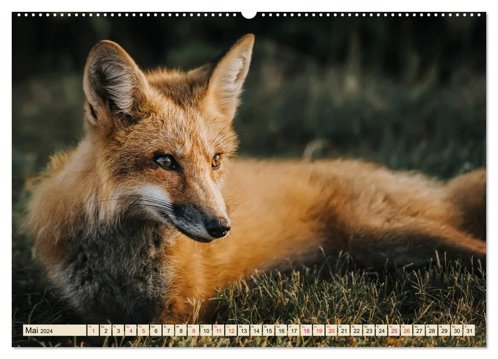 Fox - clever robber (CALVENDO Premium Wall Calendar 2024) 